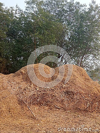 There is the pile of Ric plants. Indiana cold & x22;Dhan& x22; in Hindi language. Stock Photo