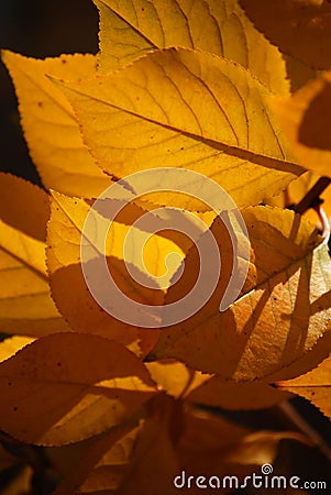 Leaves in the autumn Stock Photo