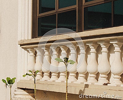 Three plants growing crescent Stock Photo