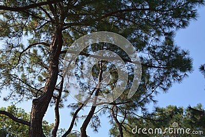 There are several tall Pinaceae, filled with many pine cones Stock Photo