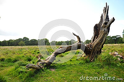 Richmond park management in London leaves the fallen trees to preserve the biodiversity that they provide Stock Photo