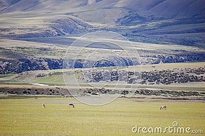 There are several wild horses on the beautiful vast green prairie Stock Photo