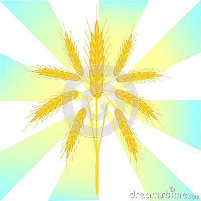There are spikelets of wheat. Wonderful white background with sunny yellow rays. Vector Illustration