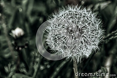 There is a lonely dandelion. Stock Photo