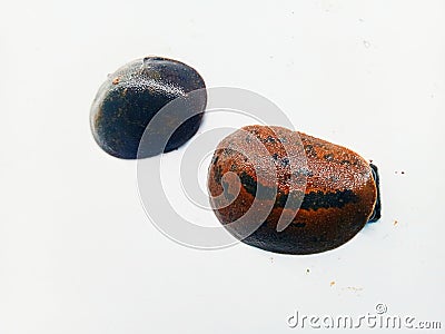 There are two bloodsucking leeches and they are different colors Stock Photo