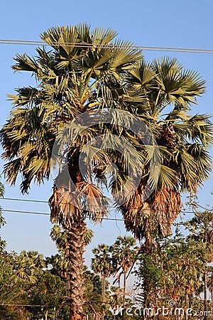 Two sugar palm trees Stock Photo