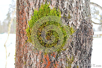 There are variations in growth types in a single lichen species, grey areas between the growth type descriptions Stock Photo