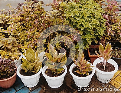 There are various types of ornamental plants in Indonesia, one example of which is the Miana ornamental plant in a pot Stock Photo