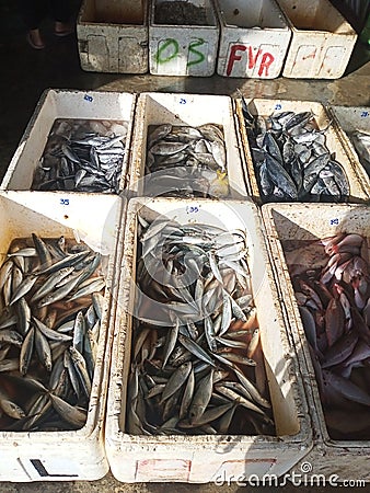 There are various types of sea and freshwater fish large and small are sold in abundance at the market Stock Photo