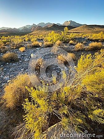 There are vast desert plants and high canyons alongside the Red Rock Canyon in Las Vegas. Stock Photo