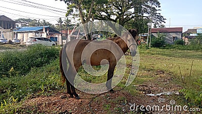 There was a horse in a very wide field and the horse was looking for food in the surrounding grass Stock Photo