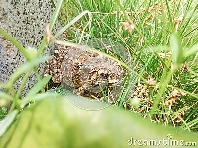 There was a toad in the grass Stock Photo