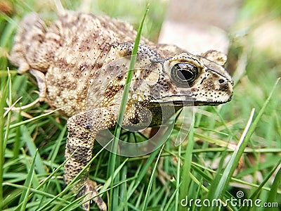 There was a toad in the grass Stock Photo