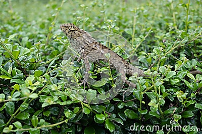 There was a very docile chameleon on the branch. Stock Photo