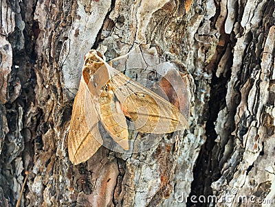 Theretra alecto butterfly on the pine tree bark. Camouflage of butterflies Stock Photo