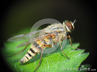 Thereva aurata Stock Photo