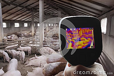 Thermal Image of Pig Farm Stock Photo