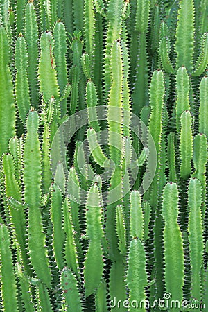 Thermal plants cactus plant group. Growth in the desert Stock Photo