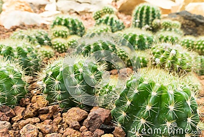 Thermal plants cactus plant group growth in the desert Stock Photo