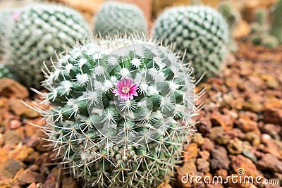 Thermal plants cactus plant group growth in the desert Stock Photo