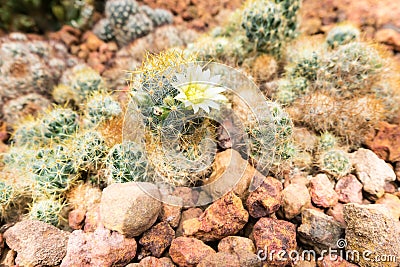 Thermal plants cactus plant group growth in the desert Stock Photo