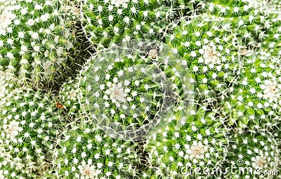 Thermal plants cactus plant group growth in the desert Stock Photo