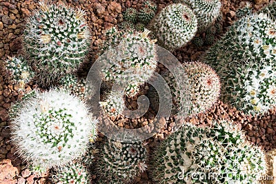 Thermal plants cactus plant group growth in the desert Stock Photo