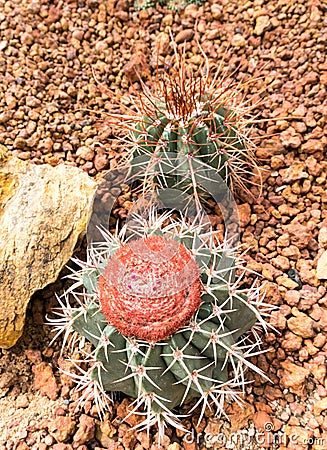 Thermal plants cactus plant group growth in the desert Stock Photo