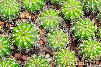 Thermal plants cactus plant group growth in the desert,Echinopsis calochlora cactaceae. Stock Photo