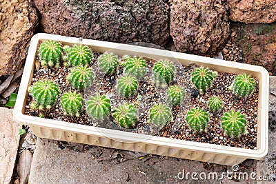 Thermal plants cactus plant group growth in the desert,Echinopsis calochlora cactaceae. Stock Photo