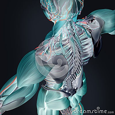 Thermal scan of human anatomy Cartoon Illustration