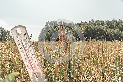 The thermometer is on the field. Summer, drought. High air temperature. Heat. Meteorology, agro-industry. Global warming and Stock Photo