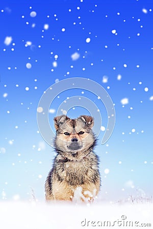 The thermometer lies in the snow and shows a subzero temperature. Weather forecast. Copy space_ Stock Photo