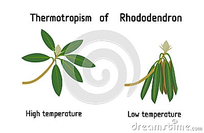 Thermotropism or thermotropic movement is the movement of an organism or a part of an organism in response to heat or changes from Vector Illustration