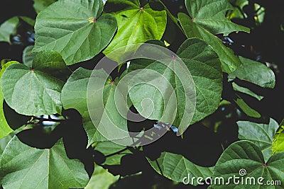 Thespesia populnea, Large heart shaped leaves.on natural pattern background, Scientific name Thespesia populnea, Indian Tulip Tree Stock Photo