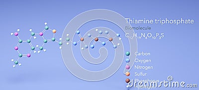 thiamine triphosphate, molecular structures, Biomolecule, 3d model, Structural Chemical Formula and Atoms with Color Coding Stock Photo