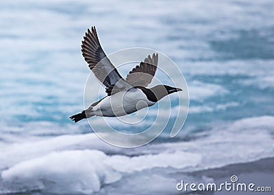 Thick-billed murre in flight near Spitsbergen, Norway Stock Photo