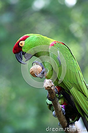 Thick-billed Parrot Stock Photo