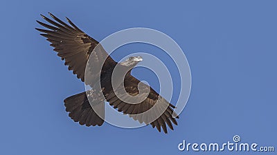 Thick-billed Raven in Flight Stock Photo