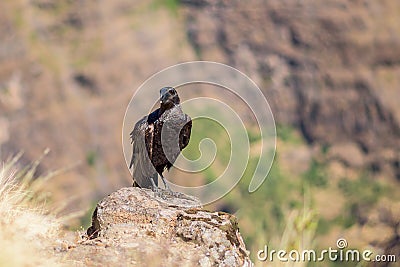 Thick-billed raven on a rock Stock Photo