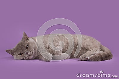 Thick British Shorthair cat on a pink background Stock Photo