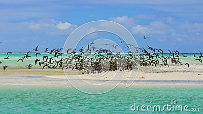 Thick cloud of birds, Polynesia Stock Photo
