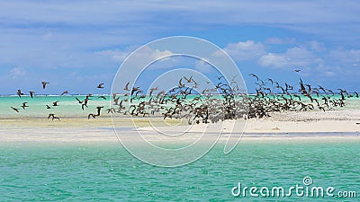 Thick cloud of birds, Polynesia Stock Photo