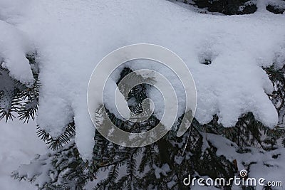 Thick cover of snow on branches of blue spruce in January Stock Photo