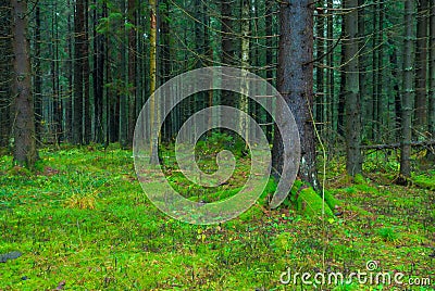 Thick dark fir forest covered Stock Photo