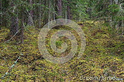 Thick, dark spruce forest Stock Photo