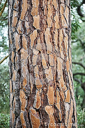 Thick embossed bark on high trunk of Italian pine tree Stock Photo