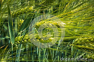 Thick, executed ears of young barley against the background of green leaves Stock Photo