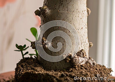 a thick fine tree trunk in a flowerpot and a new seedling Stock Photo