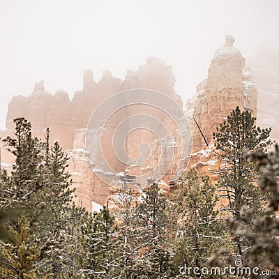 Thick Fog Mixes with Snow Over Bryce Hoodoos and Pine Trees Stock Photo